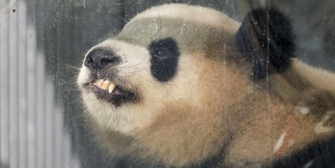 Demonstrierende halten ein Schild hoch auf dem "Menschenrechte statt Panda-Diplomatie" steht