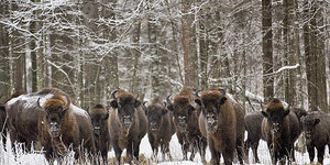 Wisent-Herde im Białowieża-Wald