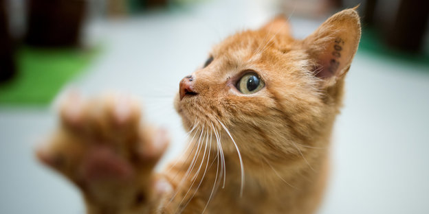 Eine rot-getigerte Katze hebt die rechte Pfote