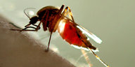 eine Mücke auf menschlicher Haut