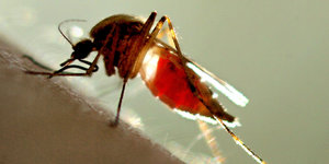 eine Mücke auf menschlicher Haut