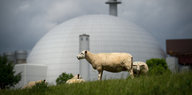 Ein Schaf steht vor einem Atomreaktor