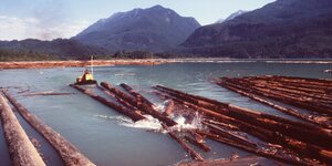 Holzstämme im Wasser