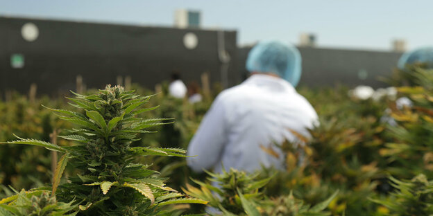 Ein Mensch steht zwischen Cannabis-Pflanzen