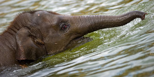 Ein Elefant schwimmt im Wasser