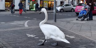 Schwan in der Bergmannstraße