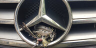 Ein toter Vogel in einem Mercedes-Stern