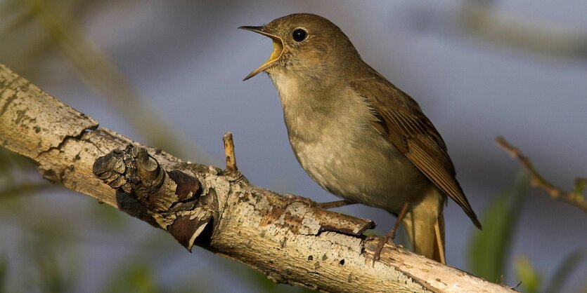 Ein Vogel mit geöffneten Schnabel sitzt auf einem Ast