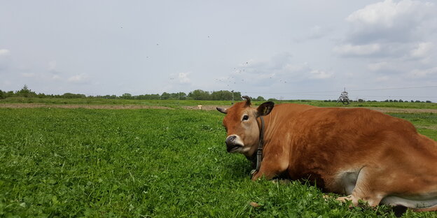Eine Kuh auf einem Feld