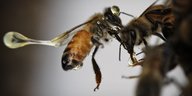 Honig tropft von einer Biene