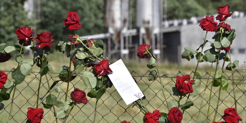 Ein Maschendrahtzaun mit Rosen vor der Schweinefarm