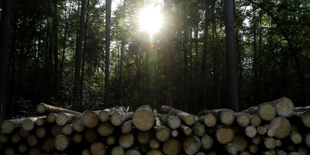 Frisch gefällte Holzstämme liegen in einem Wald, in dem die Sonne durch die Baumkronen scheint