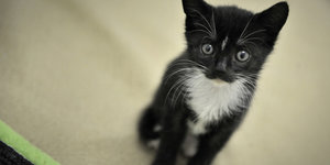 Ein schwarz-weißes Katzenbaby
