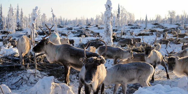 Eine Rentierherde in Lappland im Schnee vor blauem Himmel