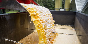 Rund eine Million Eier aus einer Geflügelfarm in Onstwedde (Niederlande) werden zerstört, weil sie mit dem Insektizid Fipronil verseucht sind