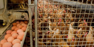 Eier neben einem Käfig voller Hühner
