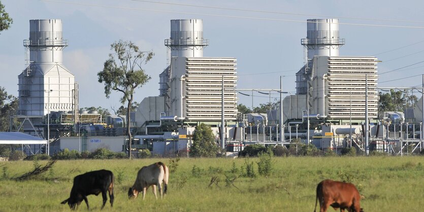 Küge auf der Weide, im Hintergrund ein Kohlkraftwerk