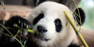 Einer der beiden Berliner Pandas, mit seiner rechten Pfote hält er eine Stange Bambus, an der er knabbert.