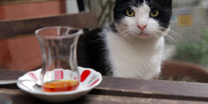 Eine Katze sitze an einem Tisch vor einer Tasse Tee