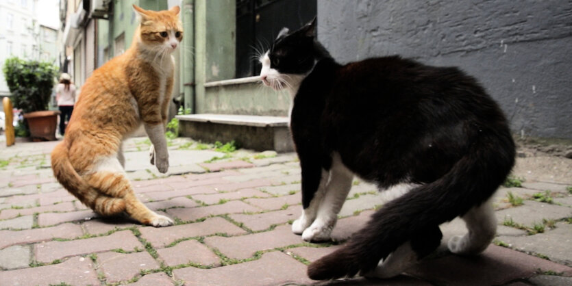 Eine rote und eine schwarze Katze auf der Straße