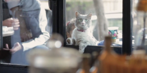 Eine Katze schaut durch ein Fenster