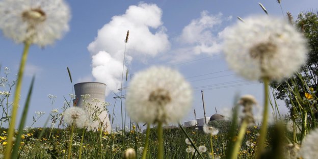 Pusteblumen vor dampfendem Atomreaktor