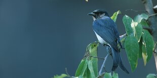 Ein Vogel