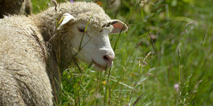 Ein Schaf auf einer Wiese