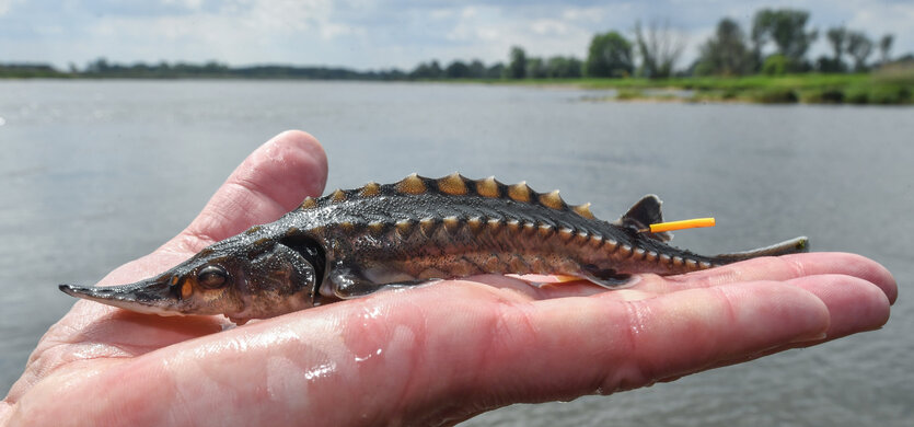 Ein junger Stör mit einer Markierung liegt auf der Hand von Jörn Gessner vom Leibniz-Institut für Gewässerökologie und Binnenfischerei am 31.05.2017 am Fluss Oder in Lebus (Brandenburg).