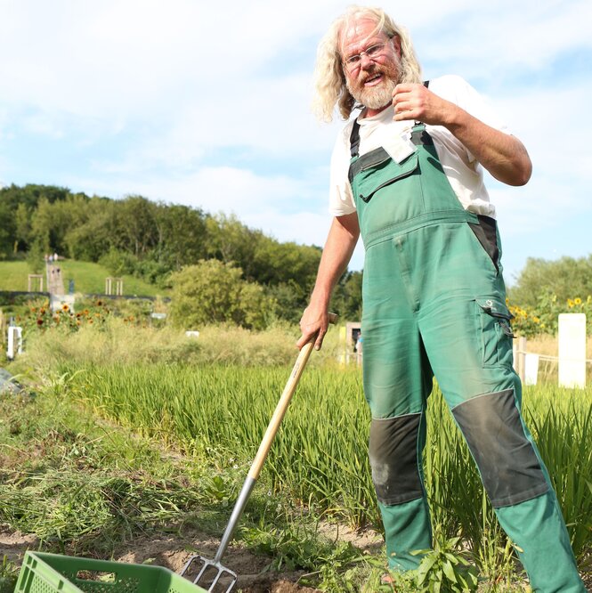 Biogärtner Gerd Carlsson auf dem Kartoffelfeld des Weltackers. In seiner Hand eine Mistgabel, auf dem Boden eine Kiste mit Kartoffeln.