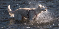Ein Hund steht im Wasser und schüttelt sich