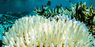Verblichenes Korallenriff