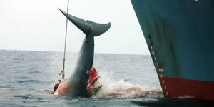 Ein mit einer Harpune verletzter Wal im Meer, die Schwanzflosse ragt neben einem Schiff aus dem Wasser