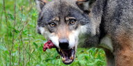 Ein Wolf frisst etwas blutig aussehendes