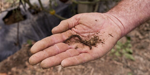 Regenwurm auf menschlicher Hand