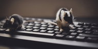 Zwei Mäuse laufen über eine Computertastatur