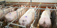 Schweine stehen in den engen Boxen eines Kastenstalls.