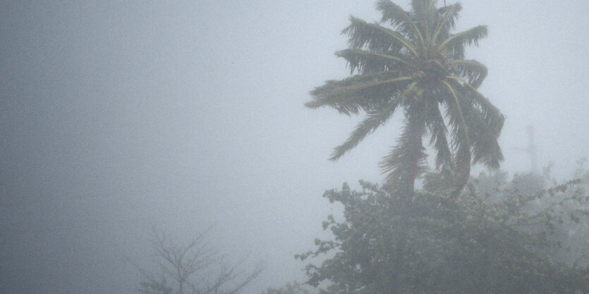 Palmen und andere Bäume bei Regen und Wind