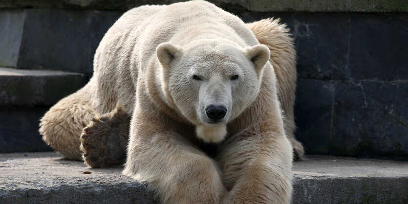 Der Eisbär Lars liegt auf Steinen, er lässt den Kopf hängen