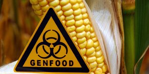Ein Schild mit der Aufschrift „Genfood" steht vor einem gentechnisch veränderten Maiskolben.