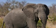 Ein afrikanischer Elefantsteht im Gras