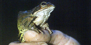 Ein Frosch sitzt auf einer Hand, der Hintergrund ist dunkel