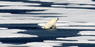 Ein Eisbär steigt aus dem Wasser auf eine Eisscholle