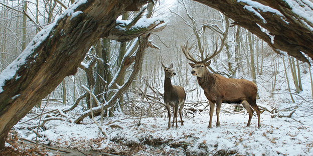 Ein Hirsch und eine Hirschkuh stehen im verschneiten Wald