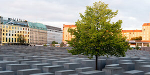 Ein grüner Baum hebt seine Krone über die grauen Stellen des Berliner Holocaustmahnmals