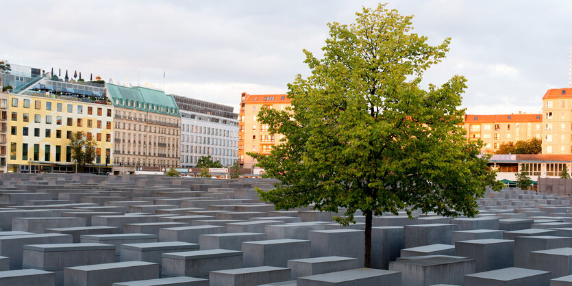 Ein grüner Baum hebt seine Krone über die grauen Stellen des Berliner Holocaustmahnmals