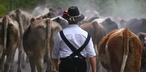 Ein Bauer und Kühe
