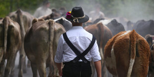 Ein Bauer und Kühe