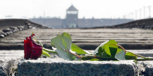 Eine rote Rose liegt auf einem Stein, im Hintergrund ist das ehemalige Konzentrationslager Auschwitz zu sehen
