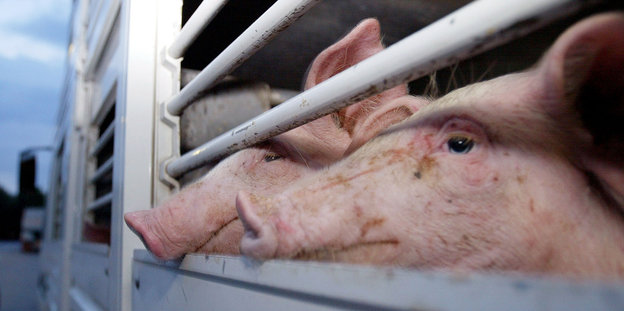 Schweine gucken aus einem Tiertransporter heraus
